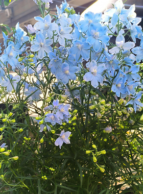 蕾丝小花飞燕草盆栽苗蓝色喷泉多年生宿根植物阳台庭院花卉带花苞