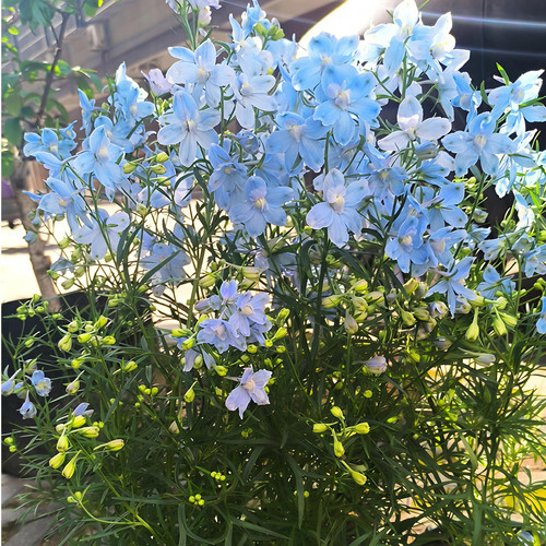 小花飞燕草盆栽阳台庭院宿根耐寒