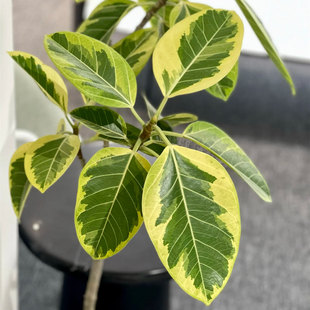 黄金榕盆栽黄金榕树苗室内客厅办公室桌面绿植花卉四季常青好养活