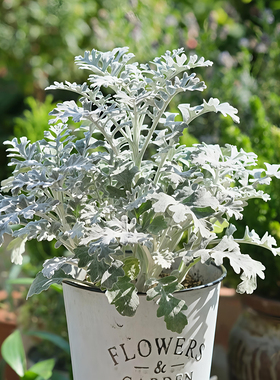 银叶菊盆栽银叶观赏植物阳台庭院耐寒白色叶子的草本好养花卉绿植