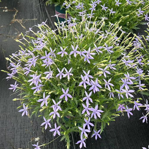 彩星花同瓣草盆栽耐热阳台庭院