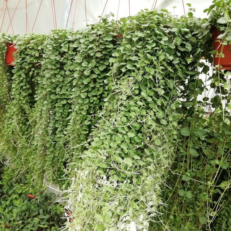 马蹄金吊兰 银叶马蹄筋草 翡翠瀑布垂吊植物盆栽带土发货四季常青