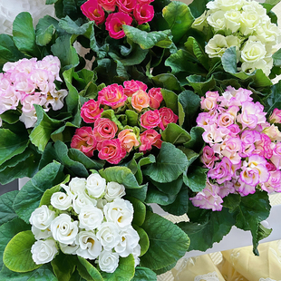 玫瑰报春花花苗盆栽庭院阳台室内观赏冬季耐寒花卉好养易爆花植物