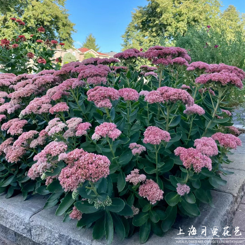 八宝景天盆栽苗花镜花园庭院绿化阳台多年生植物耐热耐寒多肉植物