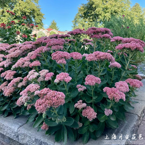 八宝景天多肉植物庭院阳台多年生