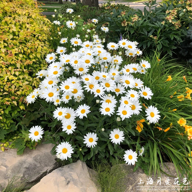 大滨菊盆栽白色西洋滨菊花苗阳台庭院多年生宿根花境植物耐寒花卉