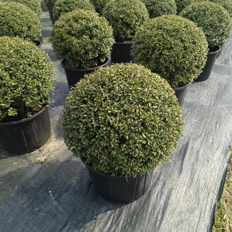 齿叶冬青球盆栽耐寒低维度矮生品种别墅庭院花镜搭配设计球状圆润