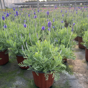 薰衣草盆栽普罗旺斯薰衣草室内阳台庭院盆栽花卉植物好养花卉带花