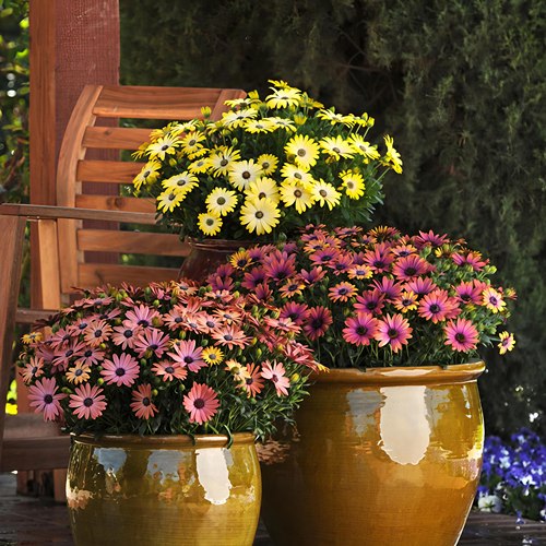 重瓣南非万寿菊蓝目菊庭院阳台