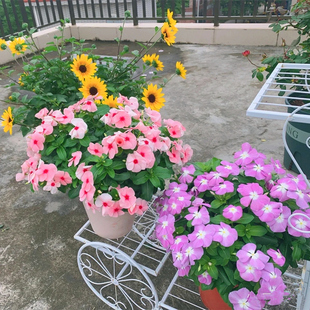 日日春盆栽长春花苗庭院阳台开花机器垂吊花卉紫荆花盆栽耐热好养