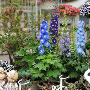 大花飞燕草大花苗盆栽重瓣耐寒庭院花园花境地栽室外植物花卉花草