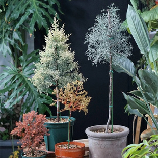 蓝冰柏盆栽耐寒耐晒四季常绿松柏树庭院造景花镜植物阳台户外绿植