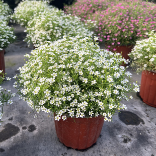 吉普赛满天星盆栽四季花卉植物室内阳台客厅桌面绿植观花耐寒带花