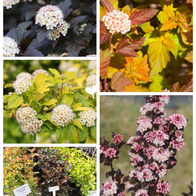 金叶风箱果盆栽紫叶风箱果花苗庭院花园花镜调色植物多年生耐寒热