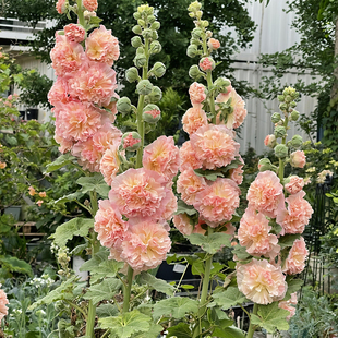 蜀葵查特系列重瓣桃粉色阳台花园多年生宿根庭院花卉耐寒高杆花苗