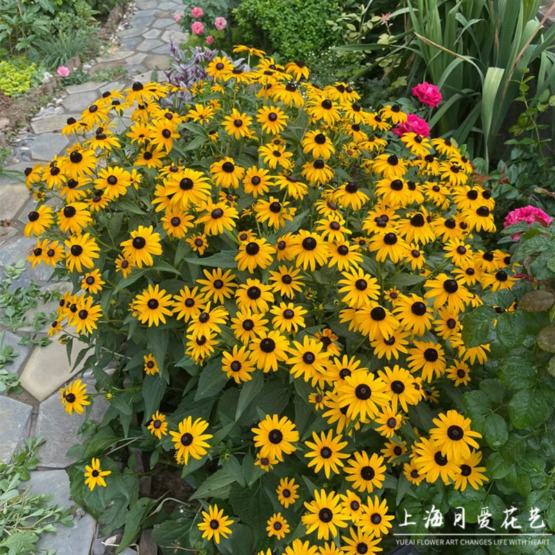 金色风暴金光菊盆栽阳台庭院夏季图片
