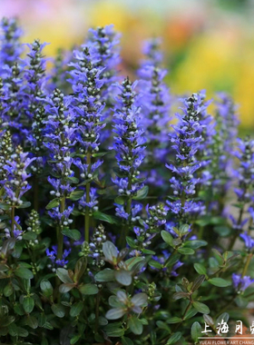 姬十二单筋骨草盆栽花园地被庭院阳台花镜植物多年生耐寒热蓝色花
