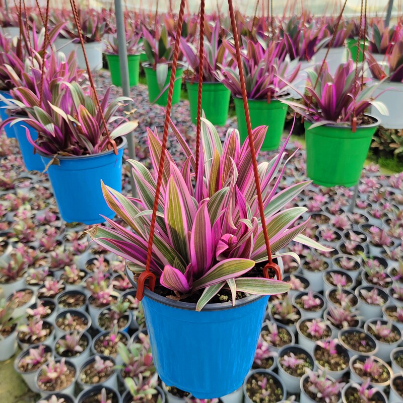 彩虹蚌兰花 菱角花 红蚌花盆栽绿植花卉室内阳台观叶植物兰花好养