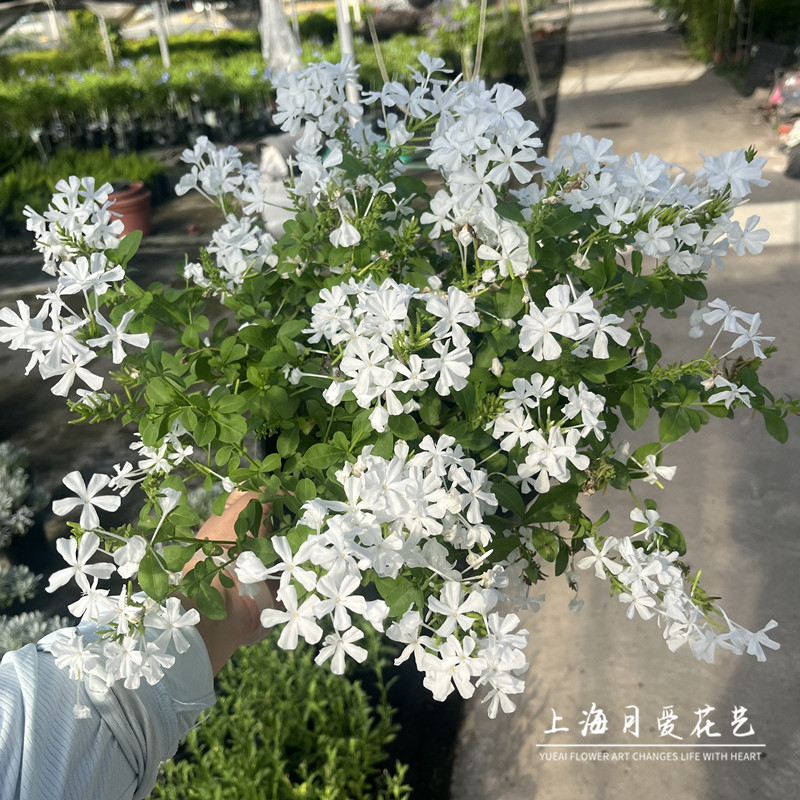 超凡蓝雪花白雪花苗盆栽耐热好养植物花园庭院爬藤攀援花带花带土