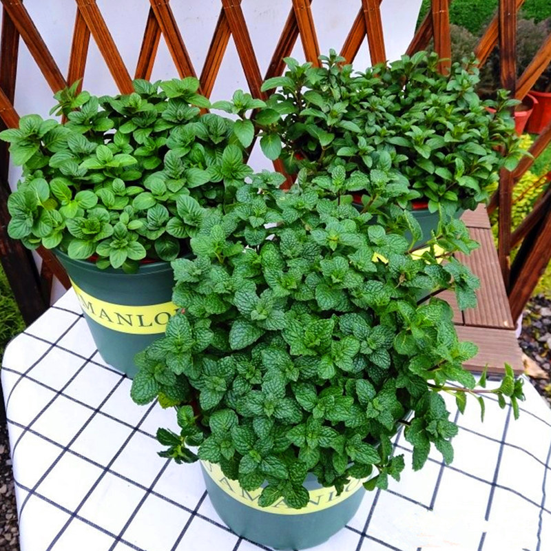 薄荷盆栽留兰香薄荷可食用香味植物好养绿植室内阳台四季常青花苗