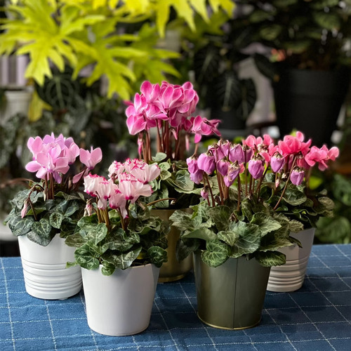仙客来盆栽带花客厅阳台秋冬开花