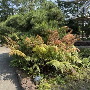 胎生狗脊蕨盆栽耐寒阴生花园植物耐旱耐荫庭院阳台大型蕨类绿植物
