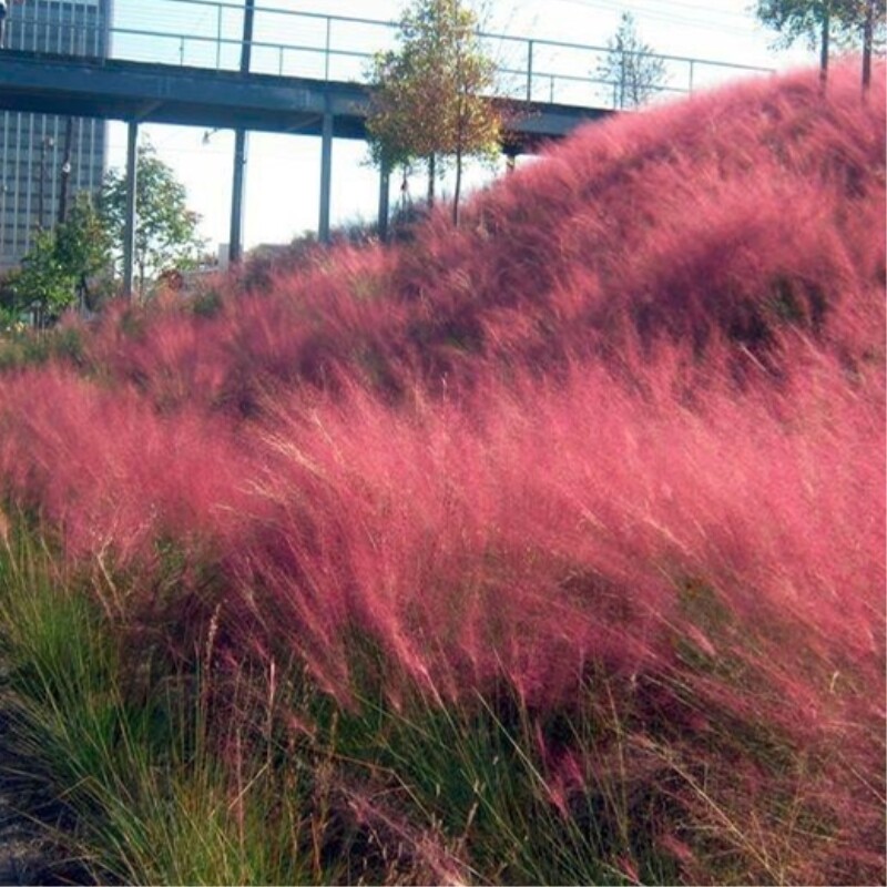 花镜植物粉黛乱子草网红款盆栽花苗多年生观叶植物毛芒乱子草带花