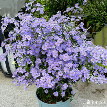 荷兰菊小卡罗紫菀宿根盆栽易爆花庭院阳台花园多年生耐寒花境植物