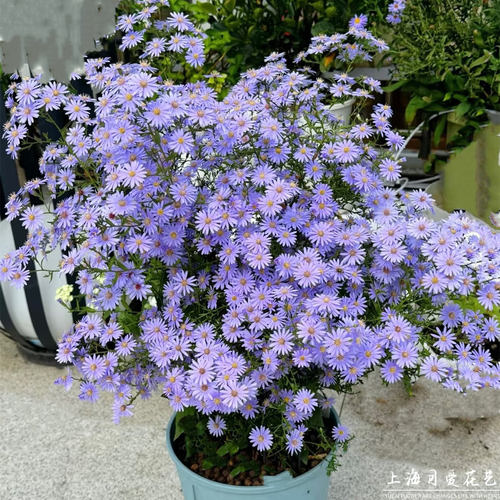 小卡罗荷兰菊紫菀阳台花园爆盆花