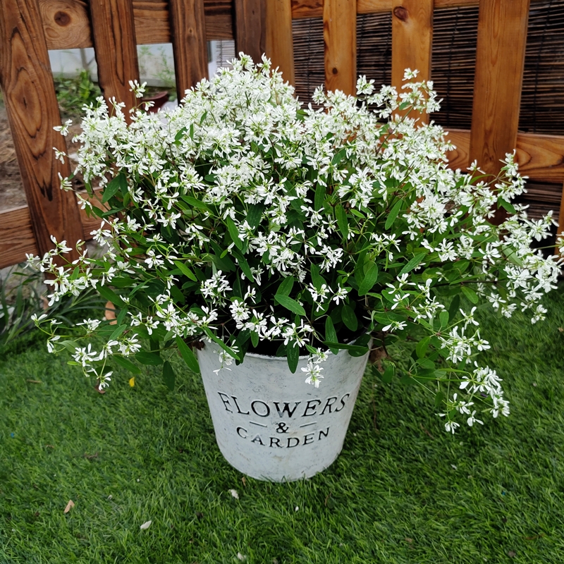 禾叶大戟圣诞白雪花苗飘雪盆栽带花满天星阳台庭院多年耐养易爆盆