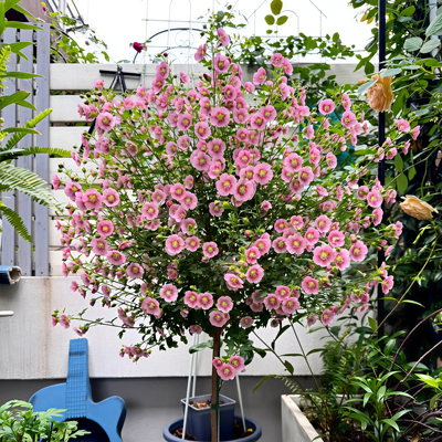 小木槿棒棒糖花苗盆栽