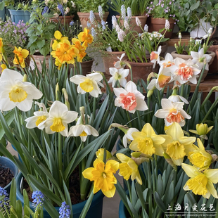进口洋水仙盆栽家庭阳台庭院地栽女王节球根花卉植物多年生带花苞