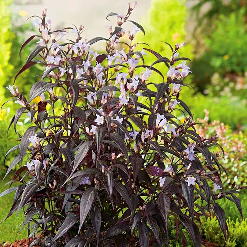 紫叶马蓝喜雅盆栽花园庭院花卉四季常绿灌木观叶观花植物马兰花苗
