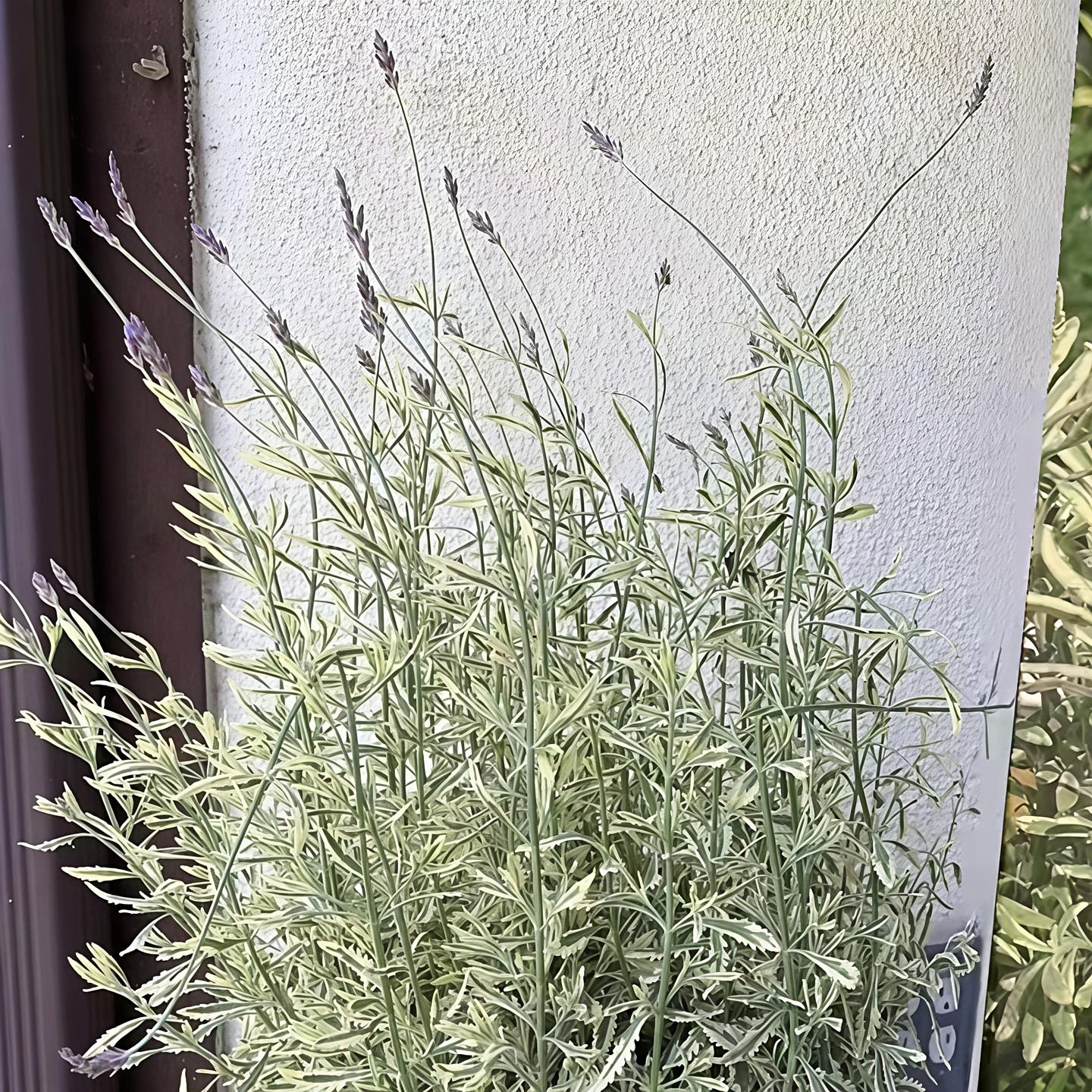 花叶阔叶薰衣草米罗花苗多年生阳台四季香草植物好养耐热耐寒盆栽