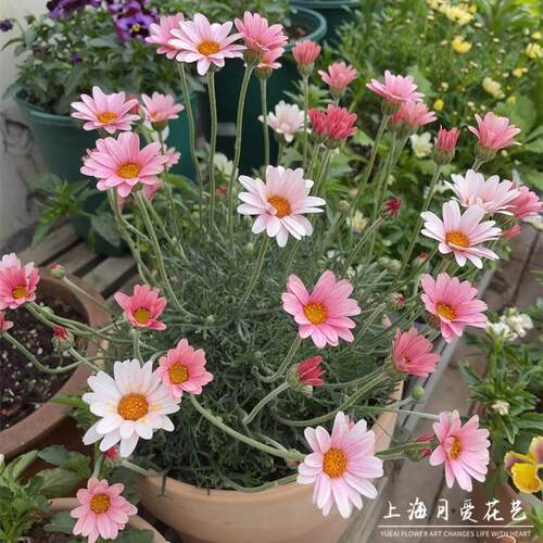 摩洛哥雏菊盆栽杏子果酱