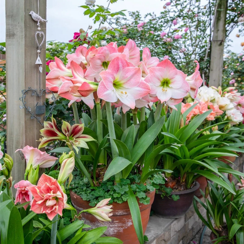 进口朱顶红重瓣大花双王盆栽室内外阳台庭院耐寒年宵花卉好养植物