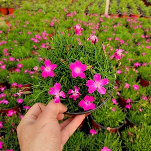 欧石竹花苗粉贝海石竹盆栽带花 草坪花园绿化地被多年生耐寒植物