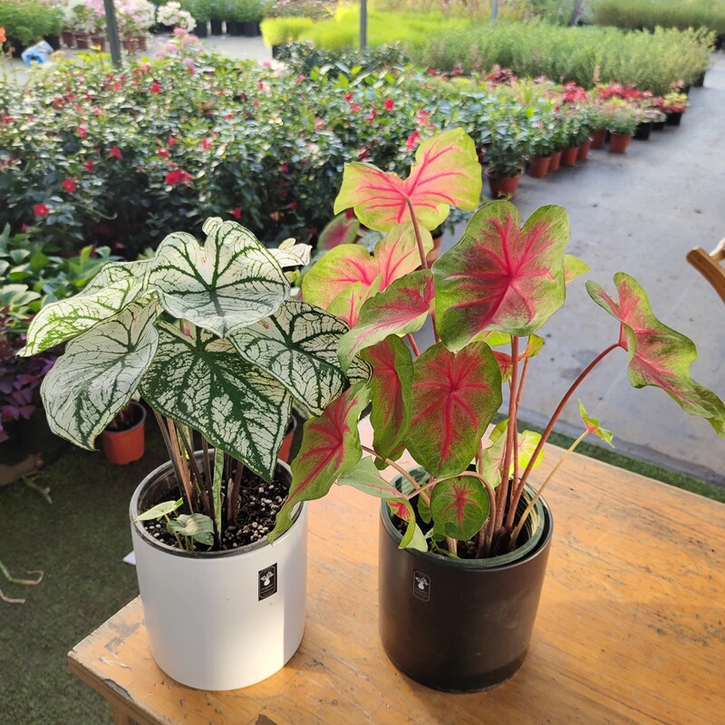 彩叶芋花叶竹芋观叶植物室内庭院盆栽 热带雨林风格造景绿植花卉