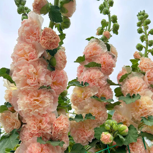 重瓣蜀葵大苗盆栽桃子与梦阳台庭院花坛植物花镜高花剑多年生花卉