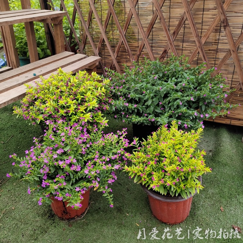 满天星盆栽 大叶 金叶满天星花苗耐热四季开花阳台花卉观花植物