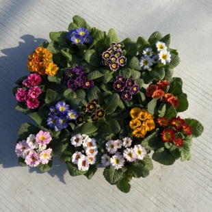 耐寒欧洲报春花 樱花草 进口报春花株型小巧可爱 带花发货 包邮