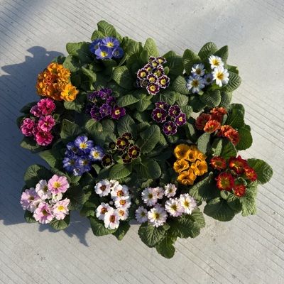 报春花阳台庭院冬季耐寒植物