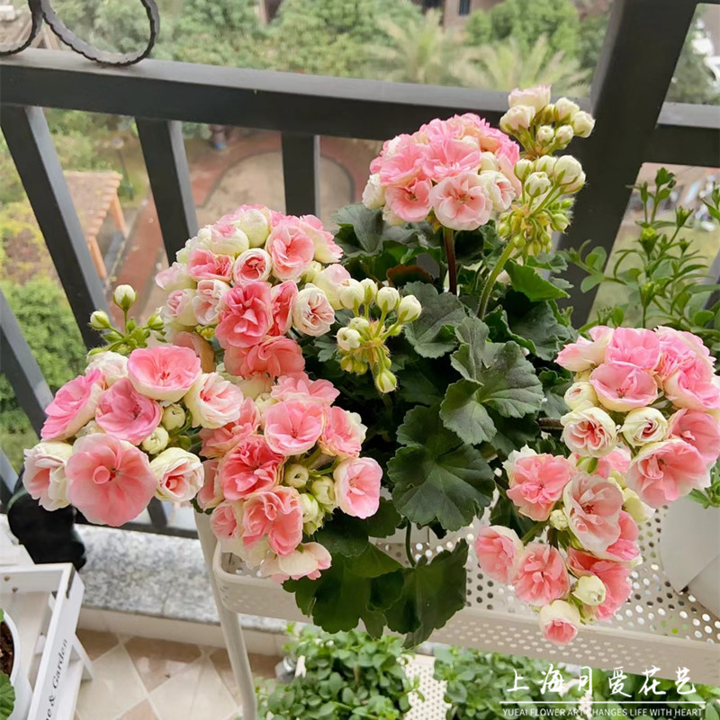 重瓣天竺葵盆栽玫瑰小姐垂吊花卉带花苞发货庭院阳台四季开花不断,鲜花速递/花卉仿真/绿植园艺,时令草本花卉,淘宝优惠券,粉丝福利购,淘宝优惠卷