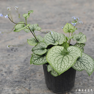 心叶牛舌草盆栽阳台庭院耐寒耐阴地被植物多年生宿根花卉好养易活