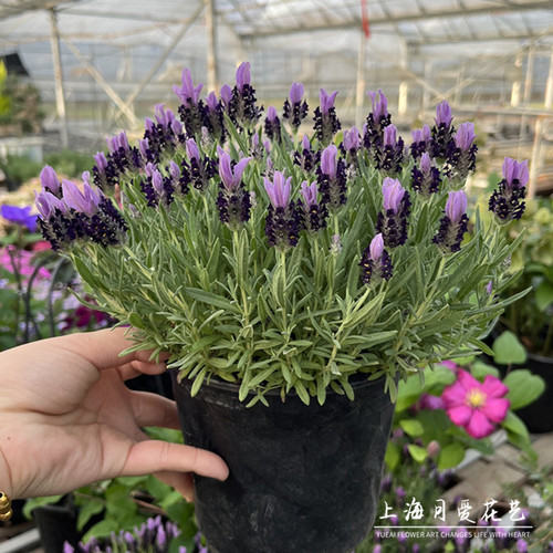 薰衣草桌面净化空气提神植物花卉