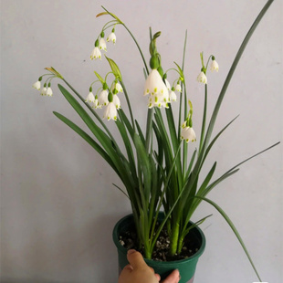 进口雪片莲盆栽白色铃兰多年生庭院阳台花园地栽花卉植物耐寒易养