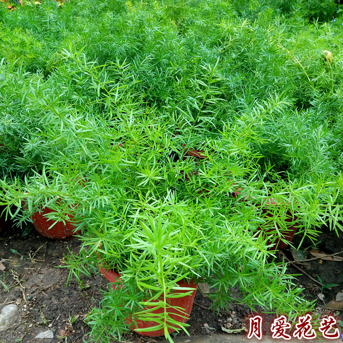Aspartic Potted plant Seedlings Asparagus foxtailis winter Asparagus Botany Green plant Potted plantin the Flower delivery/Flowers simulation/Plants gardening , Flowers/Potted plants (New) , Plants  category - from Buy2taobao.com to provide professional Taobao agent buy service