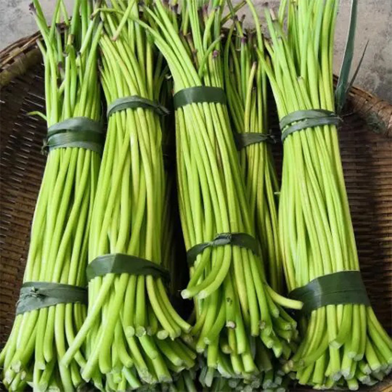 地瓜梗新鲜食用现摘红薯杆5斤装