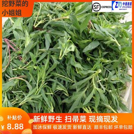 扫帚菜现摘现发山东儿时野菜纯野生地肤子嫩尖蒸菜野菠菜带箱5斤
