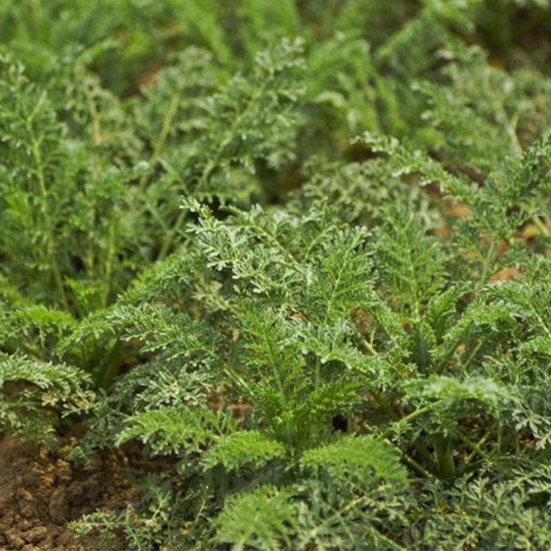 米米蒿纯野生绵绵蒿新鲜野菜播娘蒿现挖现发柳蒿芽5斤顺丰包邮